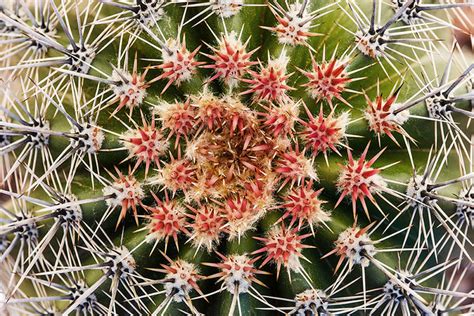 Barrel Cactus Flickr Photo Sharing