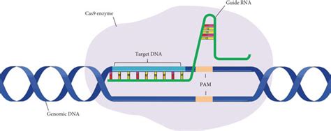 Principle Of The CRISPR Cas Technology A Guide RNA Green Is Composed