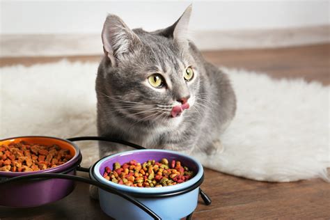 How can i help my cat with a sensitive stomach? Best Wet Cat Food For Sensitive Stomach Diarrhea - Pet ...