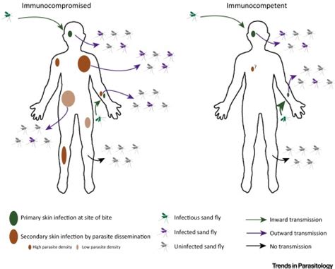 Patchy Parasitized Skin Governs Leishmania Donovani Transmission To Sand Flies Trends In