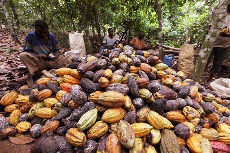 Ivory Coast Cocoa Bean Quality Hit By Dry Weather Farmers Say Reuters