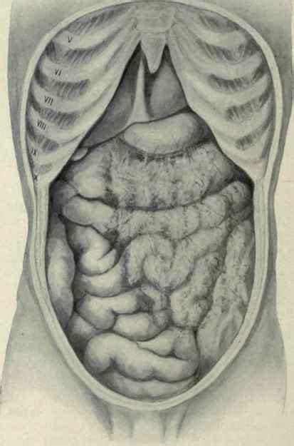 Left side abdominal pain can be defined as any annoying or unpleasant sensation occurring in the abdomen to the left of an imaginary straight line drawn on the centre of your body (envisage this line, as running from just below the breast bone, through the belly button and down to the pubic area). The Abdominal Viscera