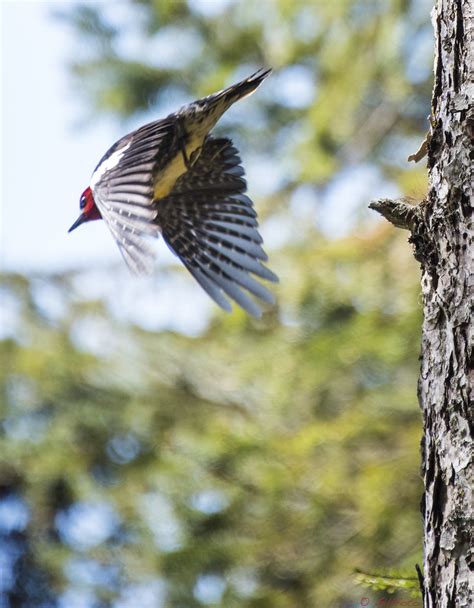 Woodpecker Flight 393 Juneau Alaska Gillfoto Flickr