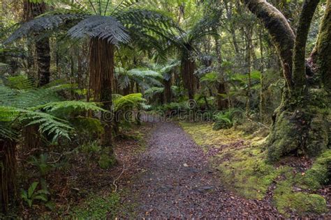 Track Leading Through Temperate Rainforest In New Zealand Stock Image