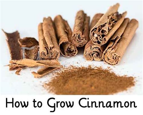 How To Grow Cinnamon Lil Moo Creations