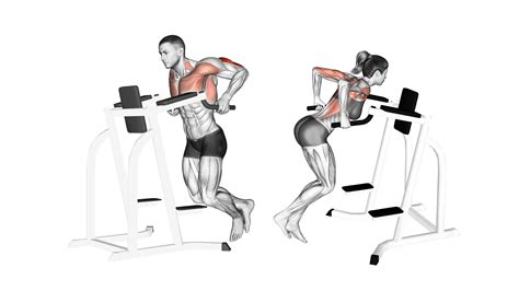 Dips Chest And Triceps Benefits Muscles Worked And More Inspire Us