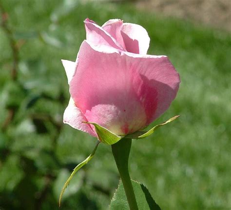 Light Pink Rose Close Up Photograph By Lorna Hooper