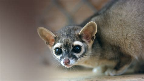 Ringtail | San Diego Zoo Animals & Plants