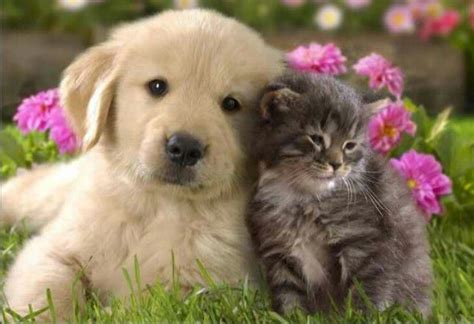 Cute Kittens Kittens And Puppies Cute Cats And Dogs Cute Puppies