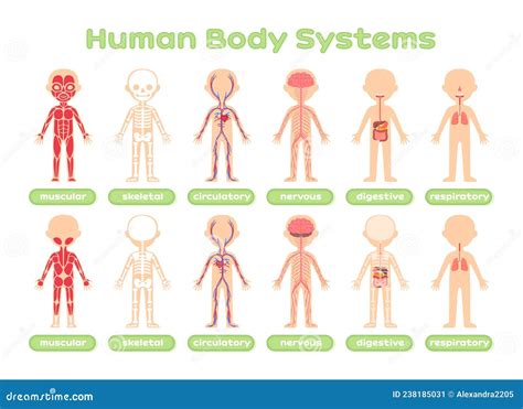 Set Of Human Body Systems Template Muscular Skeletal Circulatory