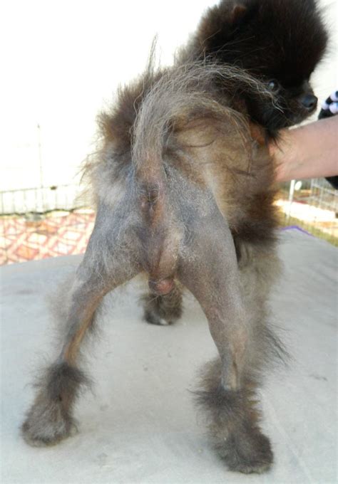 Alopecia x is an genetic disease of dogs characterized by a noninflammatory, progressive, bilaterally symmetrical progressive alopecia caused by premature catagen (cessation phase). Pomquest Pomeranians