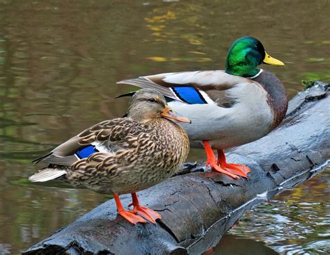 Male Mallards Disappear Birdnote