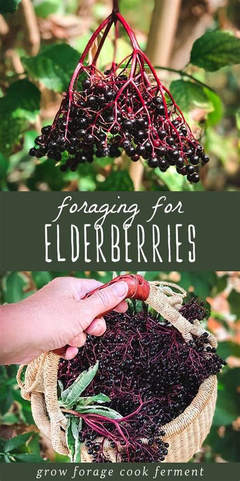 Elderberries And Elderflowers Are A Wonderful Edible And Medicinal