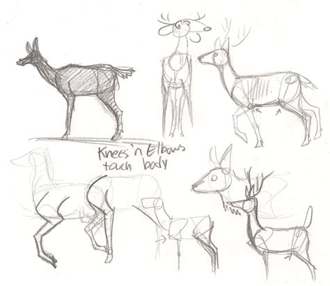 Deer Anatomy Drawing At Getdrawings Free Download