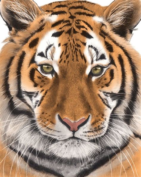 Tiger Nature Wall Art Print Jungle Cat Big Cat