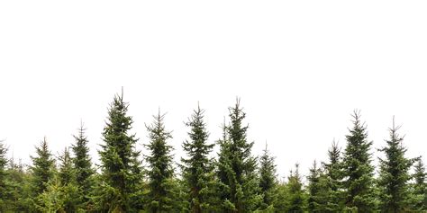 Pine Trees Tree Photoshop Conifer Forest Architecture Background