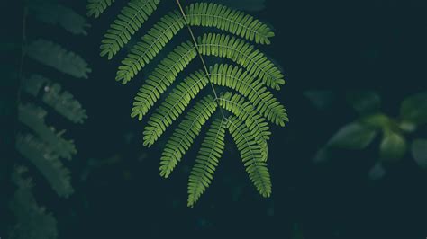 Dark Green Nature Wallpaper 4k Find The Best 4k Nature Wallpapers On