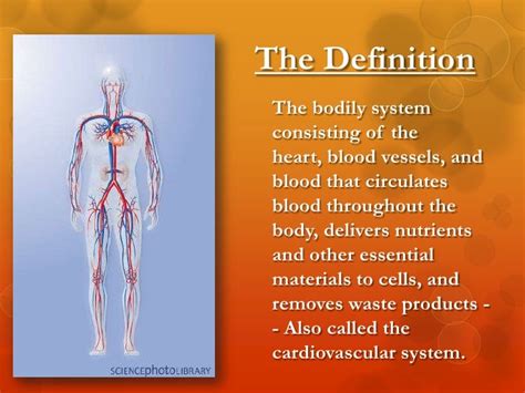 The circulatory system