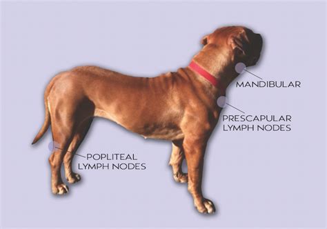 Lymph Nodes Cancer In Dogs