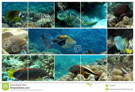 Hawaiian Marine Life Stock Image Image 12783041