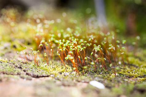 Moss Flowers In Spring Stock Image Image Of House Flora 85323477