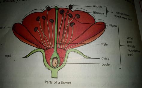 Draw The Female Reproductive Part Of A Flower And Label It