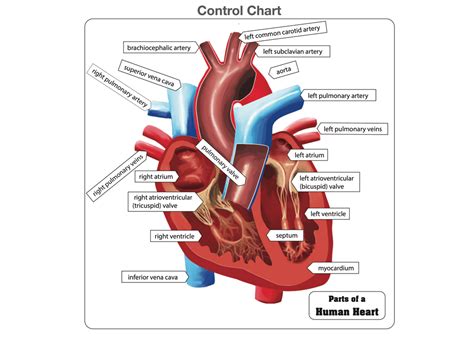 Montessori Materials Parts Of A Human Heart Puzzle With Nomenclature