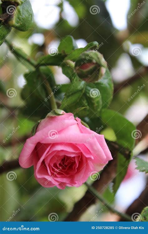 Pink Rosebud Macro Photo Photography Of The Queen Of Flowers Stock