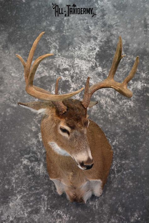 Canadian Whitetail Deer Shoulder Taxidermy Mount SKU 1548 | All Taxidermy