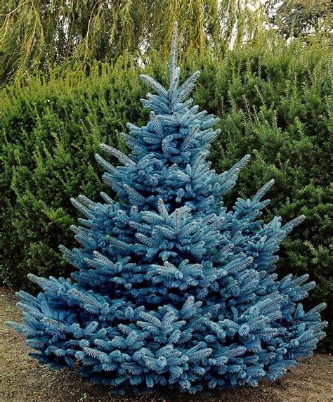 Blue Beauty Blue Spruce Tree Colorado Blue Spruce Picea Pungens