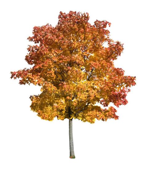 Maple Tree Isolated Autumn Maple Tree Isolated On A White Background