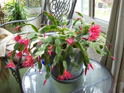 Easter Cactus Easter Cactus Cactus And Succulents Succulents