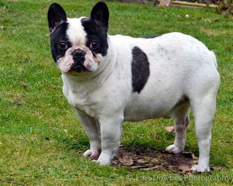 In fact no dog is truly hypoallergenic though some. Full Grown Black And White French Bulldog - All You Need Infos