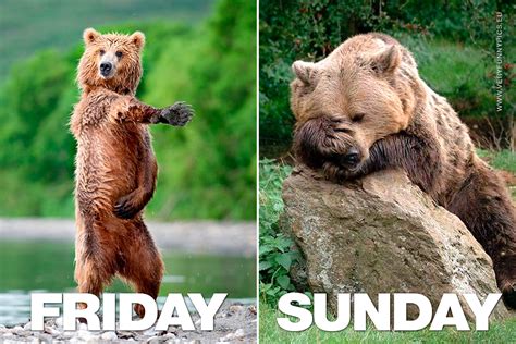 Friday Vs Sunday Explained With A Bear Very Funny Pics