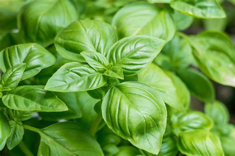 How To Grow Basil In Pots Year Round Clean Green Simple