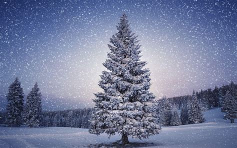 Christmas Tree Outdoor Winter Wallpapers Wallpaper Cave
