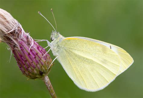 Small White Butterflyberwickshirescottish Borders Phil Mclean Nature Photographer Blog
