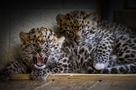 Rare Amur Leopard Cubs Born At Pittsburgh Zoo Heres How To Enter The