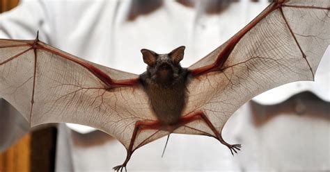 Why Dutchess Is Warning Residents Of Bats
