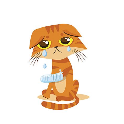 Injured Cat Illustrations Royalty Free Vector Graphics And Clip Art Istock