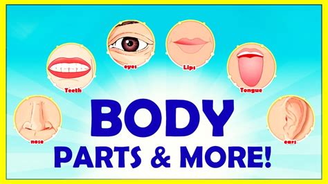 The body parts can be divided into two categories: Learn The Names Of BODY PARTS + More | Educational Videos ...