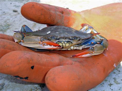 Chesapeake Bay Blue Crab A Small Blue Crab Caught In The P Flickr