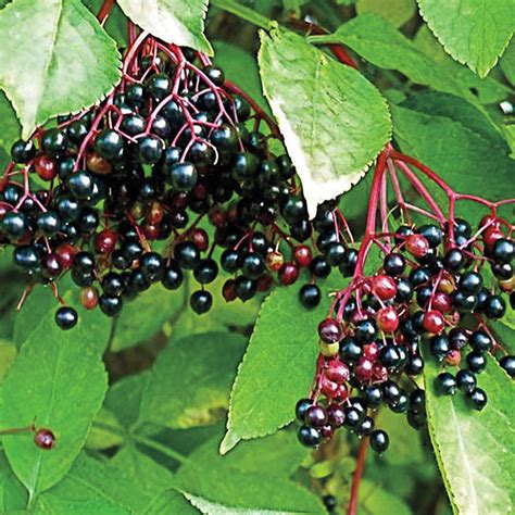 Elderberry Gurneys Seed And Nursery Co