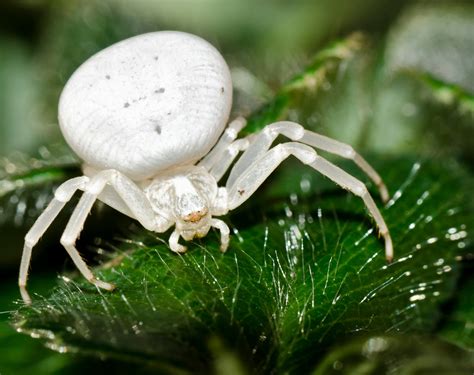 Crab Spider Misumena Vatia A Pure White Spider Also Know Flickr
