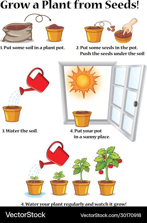 Diagram Showing How To Grow Plant From Seeds Vector Image