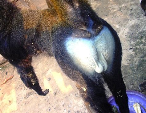 Why Are Monkey Butts So Colorful Popular Science