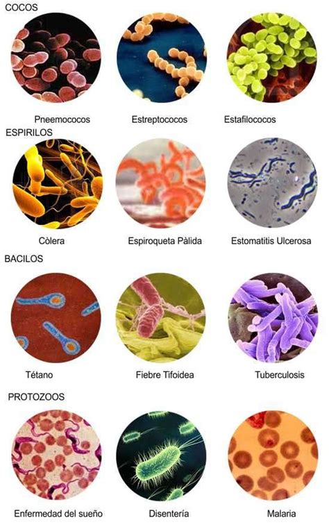 Tipos De Microbios