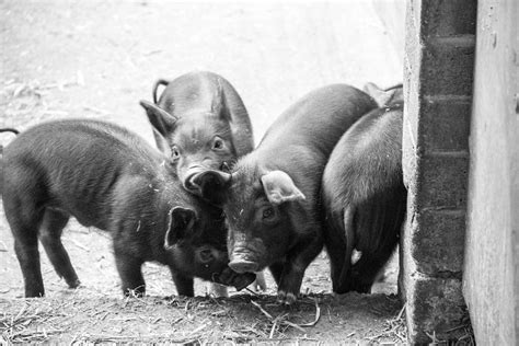 Piglets Photograph By Stuart Mchale Fine Art America