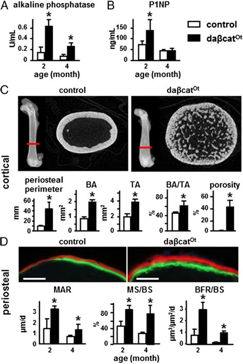 Osteocytic Activation Of β Catenin Increases Periosteal Bone Formation