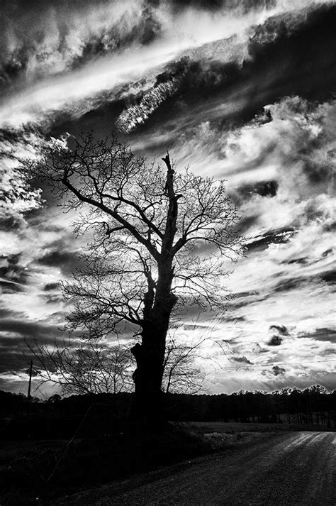 Nature In Black And White Photography By Dan Wray